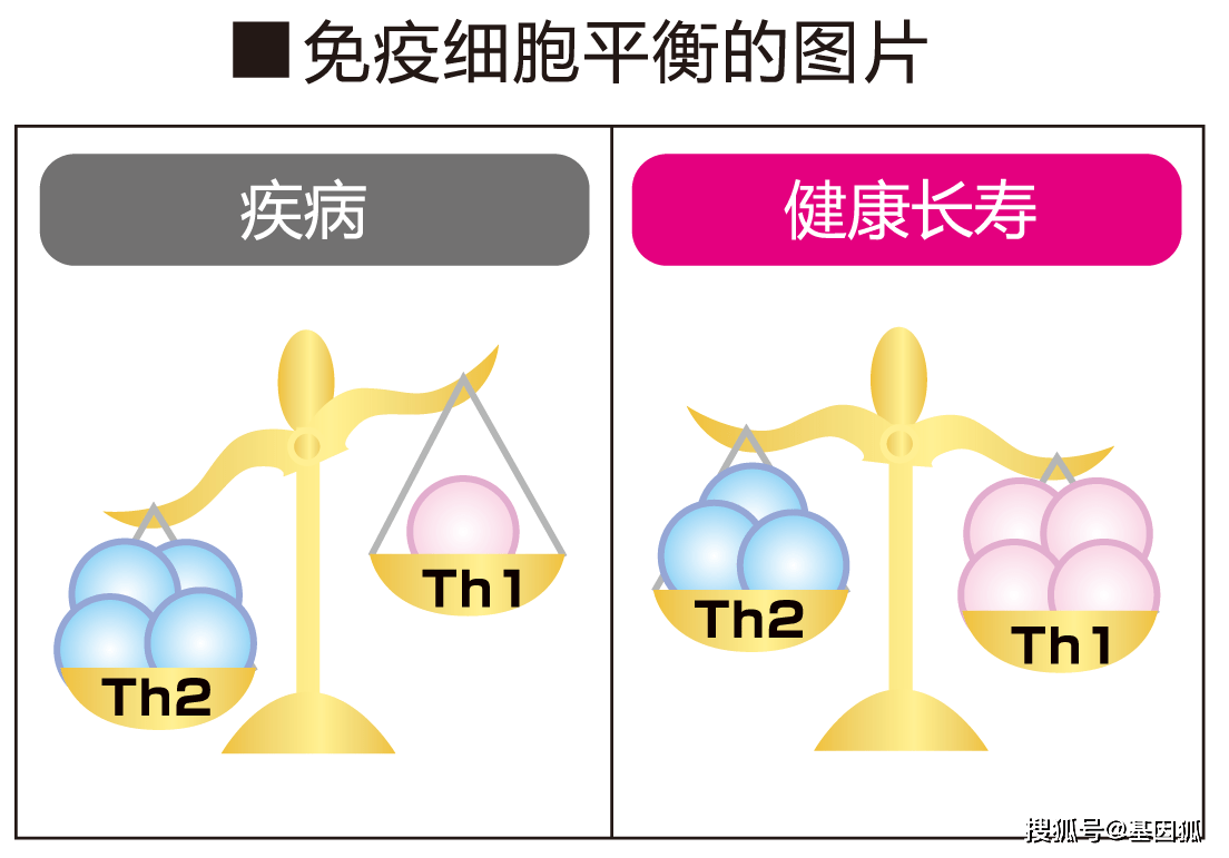 白細(xì)胞免疫低 不孕_腎移植后免疫低怎么辦_免疫功能低下圖片