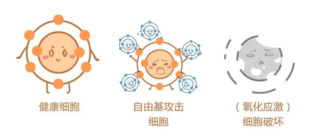 腎移植后免疫低怎么辦_白細(xì)胞免疫低 不孕_免疫功能低下圖片