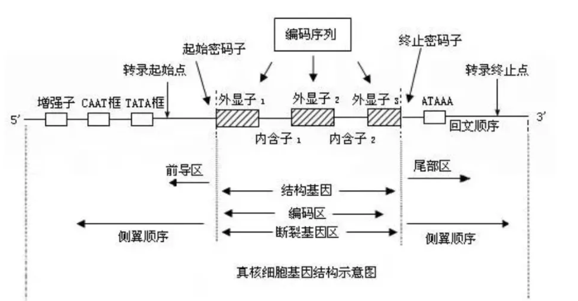 密碼子偏好性是什么_系統偏好設置 密碼_偏好的非飽和性舉例