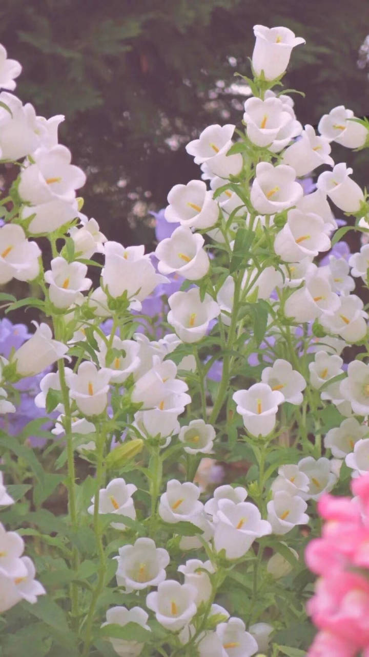 用哪種壁紙好_裝修用壁布好還是壁紙好_視頻壁紙用哪個軟件好