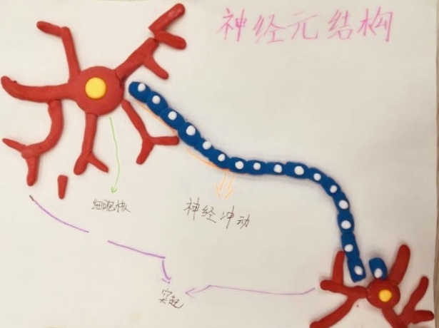 神經根與神經干區別_連續時間時滯遞歸神經網絡的穩定性_前向和遞歸神經網絡的區別