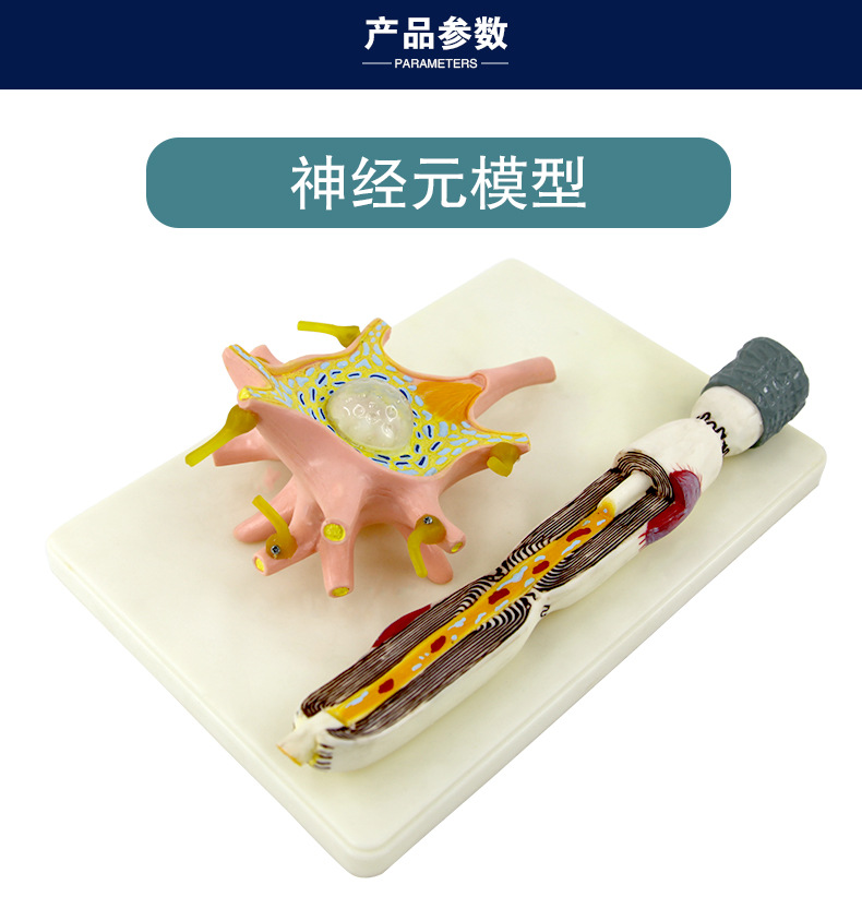 神經網絡 參數初始化_神經網絡的網絡層數_bp網絡神經算法概述