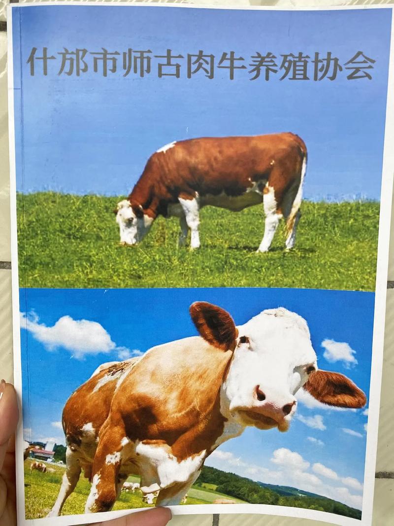 圣安地列斯果體初音_奇游手游加速器會員領取_電腦本地連接顯示錯誤629